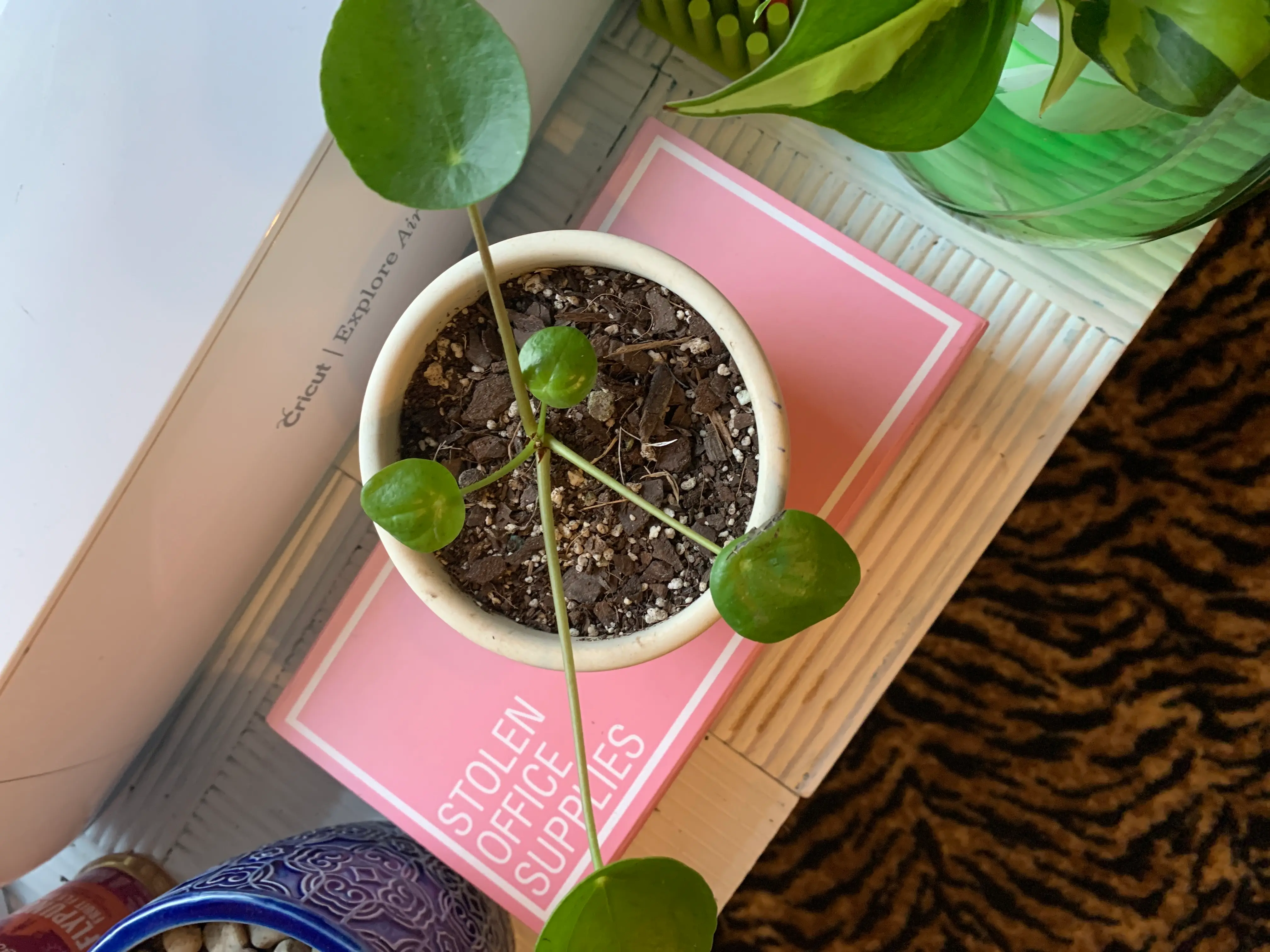 Photo of the plant species Sansaveria by Abbie named Beyonce on Greg, the plant care app