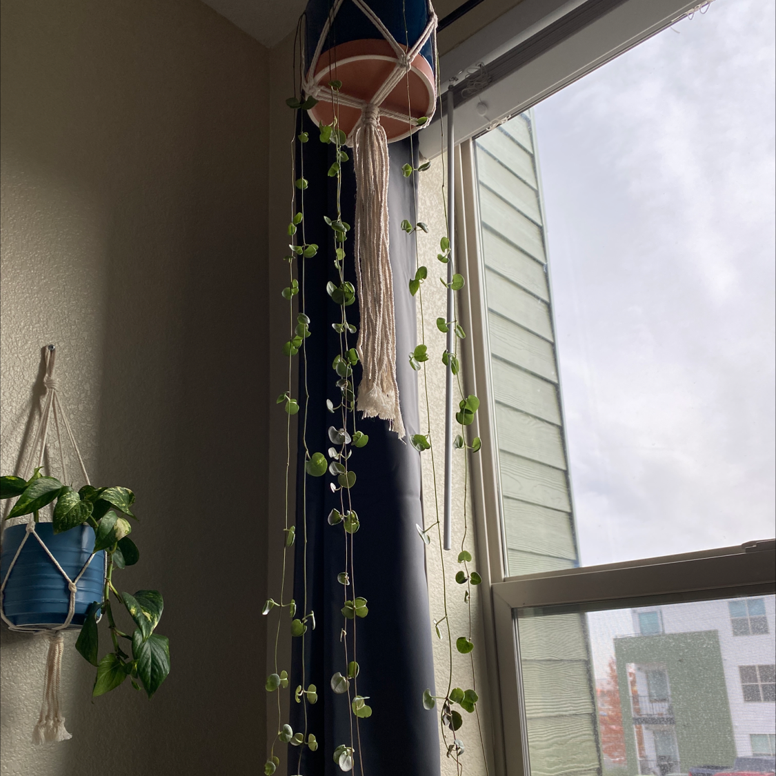 A healthy Chain of Hearts plant with long trailing vines of heart-shaped variegated leaves hanging in front of a window.