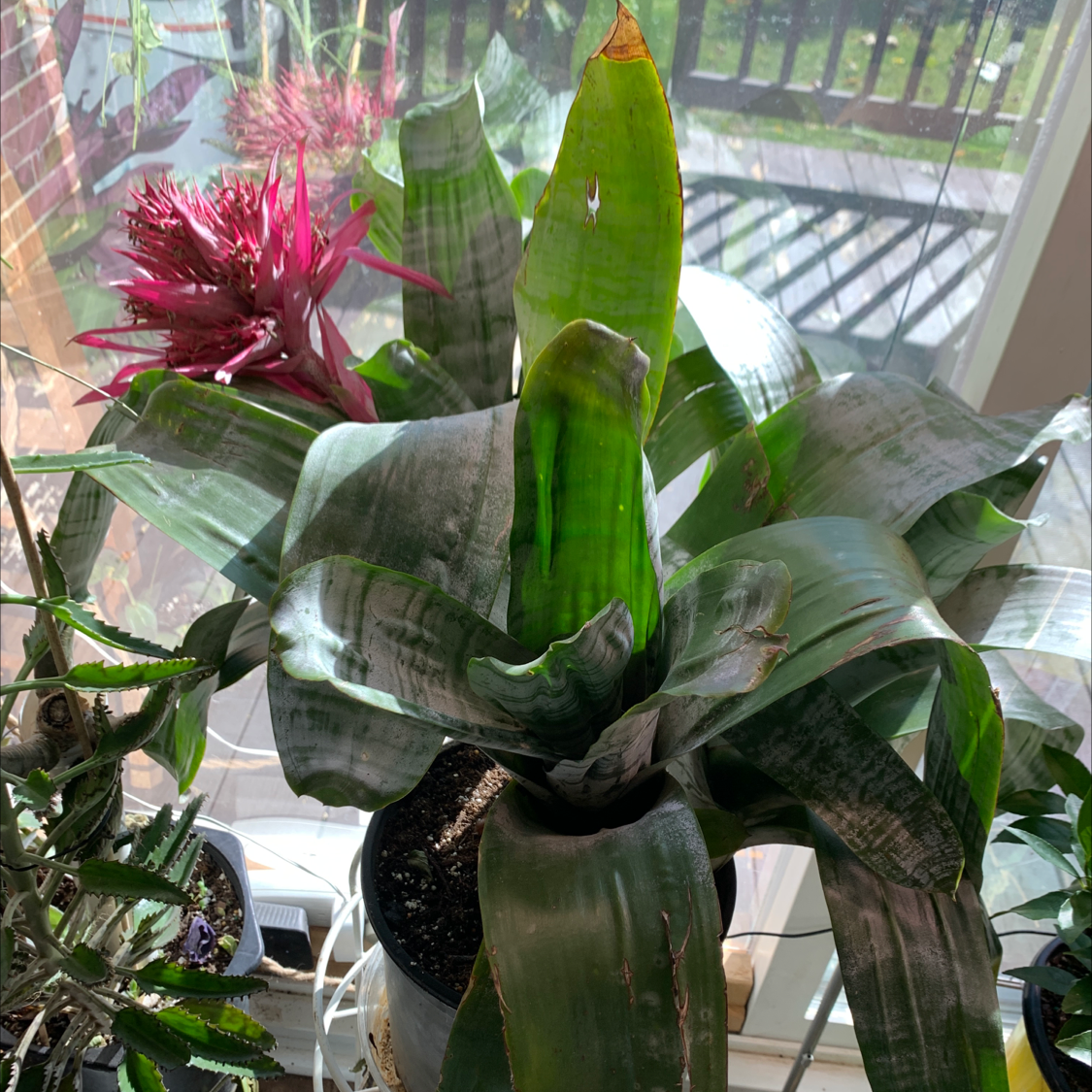 Urn Plant with broad green leaves and a pink flower, placed near a window with sunlight.