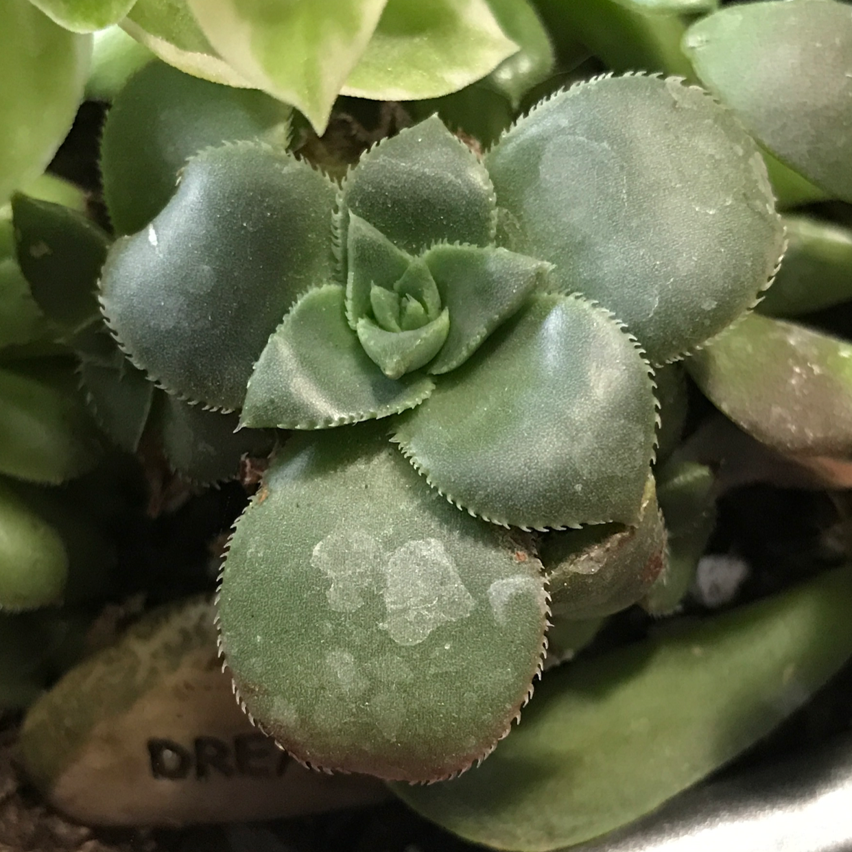 Haworth's Aeonium succulent with thick, fleshy leaves in a rosette pattern.
