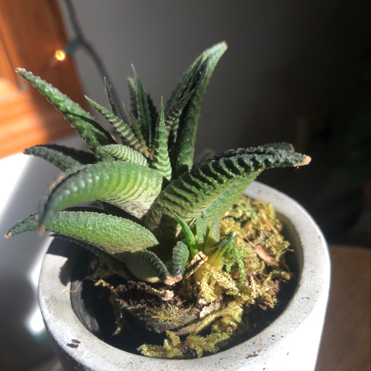Healthy Haworthia limifolia succulent plant with vibrant green leaves and white ridges in a pot, against a dark background.