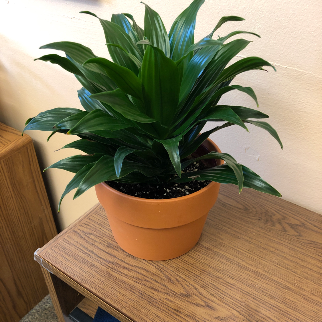 Cornstalk Dracaena plant photo by Yulia named Your plant on Greg, the plant care app.