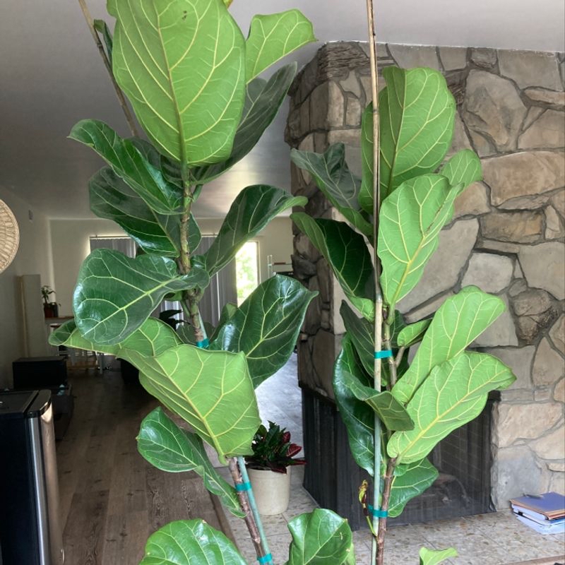 Fiddle Leaf Fig plant with large, glossy green leaves indoors.