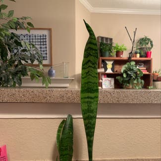 Snake Plant plant in Albuquerque, New Mexico