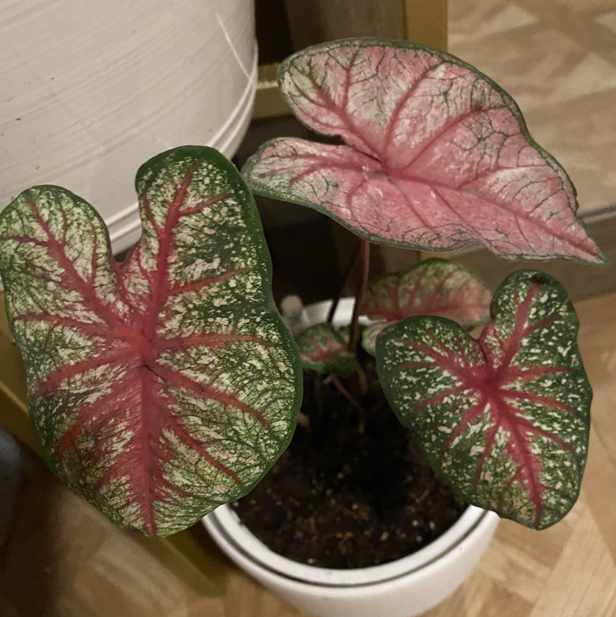 Close-up of a healthy Heart of Jesus Caladium plant with vibrant pink and green variegated leaves, potted in a white ceramic container.