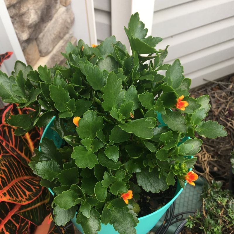 When And Where Should I Trim My Florist Kalanchoe?