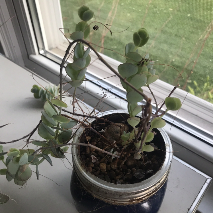 Marnier's Kalanchoe plant in a jar on a windowsill with some dry, brown stems and leaves.