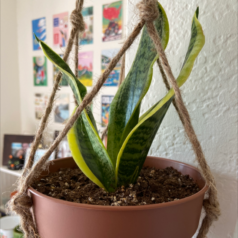 Plant care for Red Dragon Flower on Greg, the plant care app