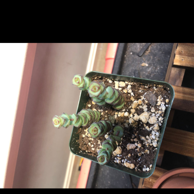 Healthy Crassula perforata succulent plant with stacked round green leaves, being held by a human hand to display its unique growth pattern.