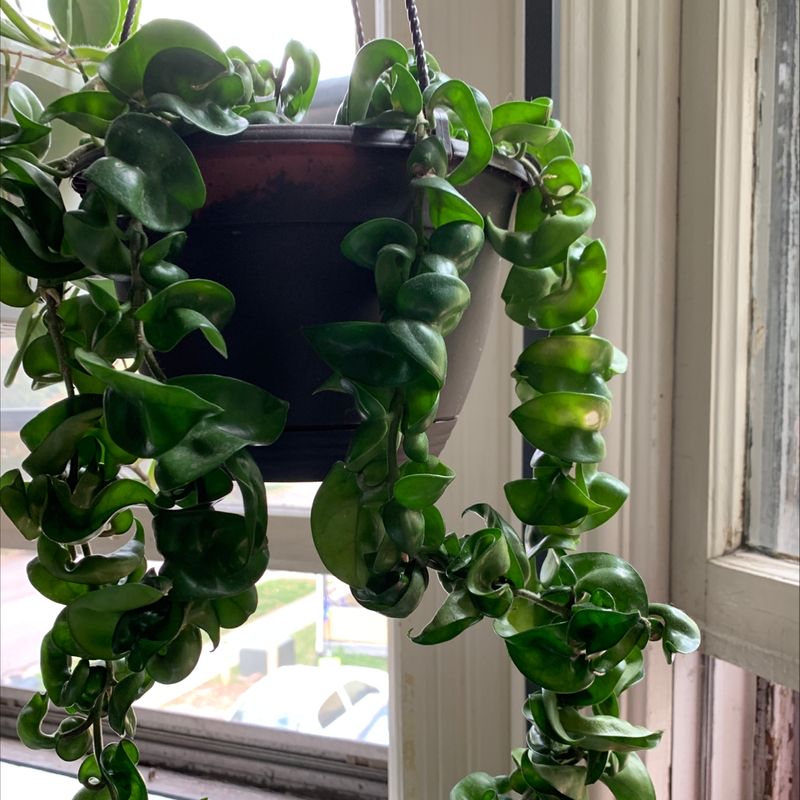 Hoya carnosa 'Compacta' plant in a hanging pot with vibrant green leaves.