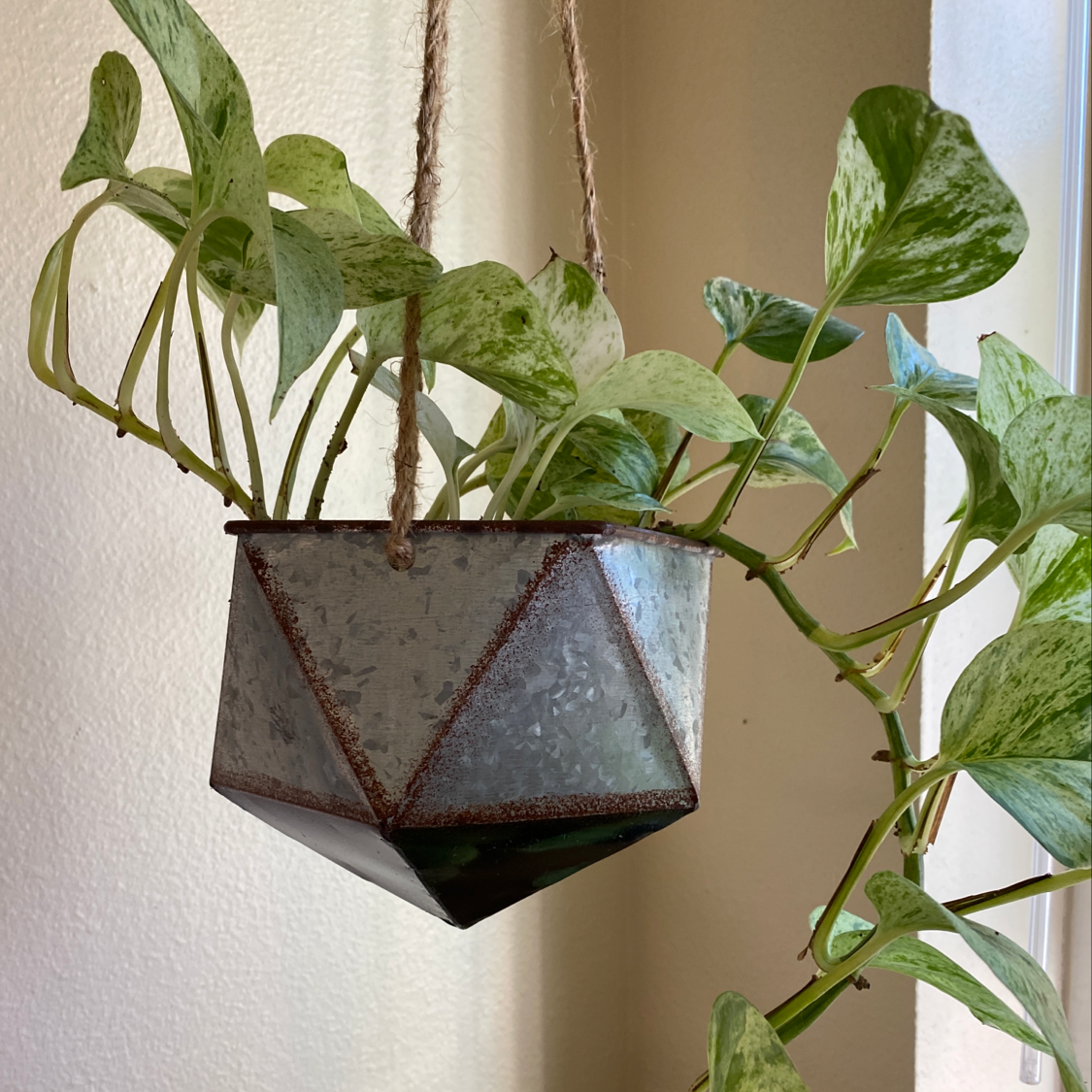 Hanging gray geometric planter with lush, trailing variegated Jade Pothos plant with green and white heart-shaped leaves.