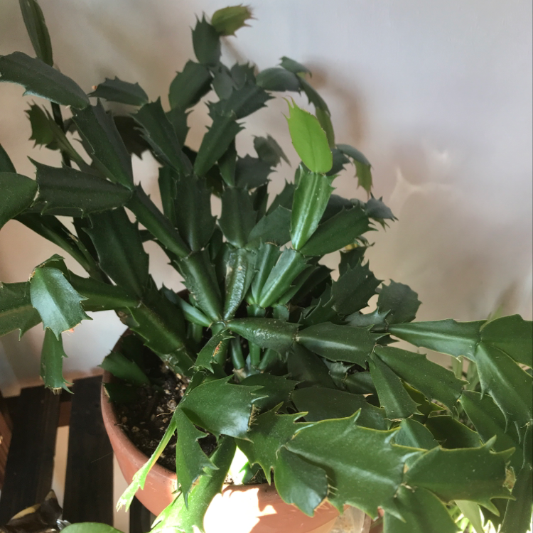 false Christmas Cactus in a pot with green leaves and visible soil.