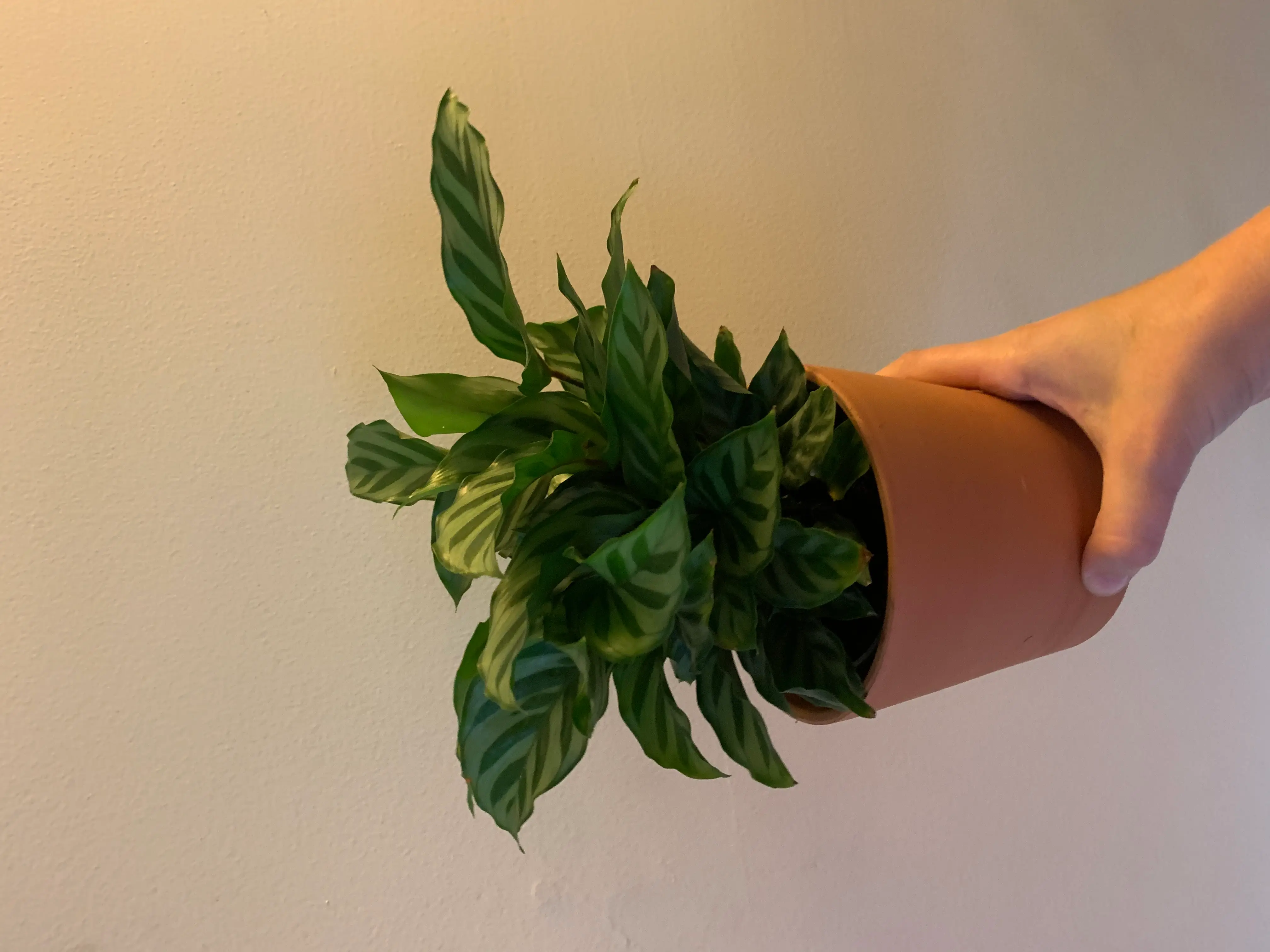 Calathea Orbifolia plant photo by @Kiersten named Freddie Mercury on Greg, the plant care app.