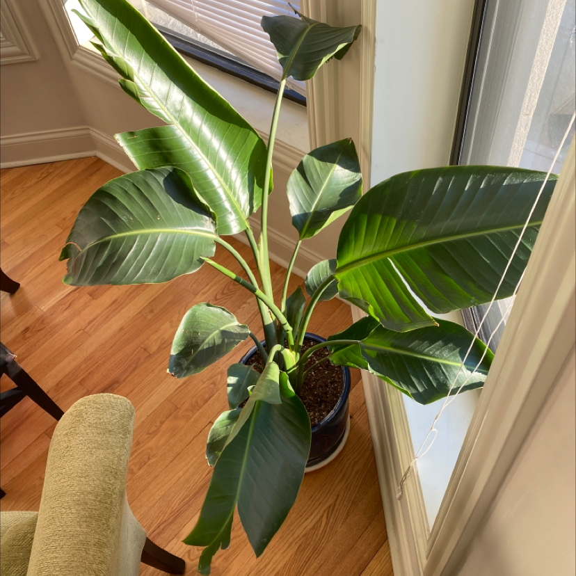 Healthy white bird of paradise plant with glossy green leaves in a woven basket, positioned in a sunny window next to a cat scratching post.