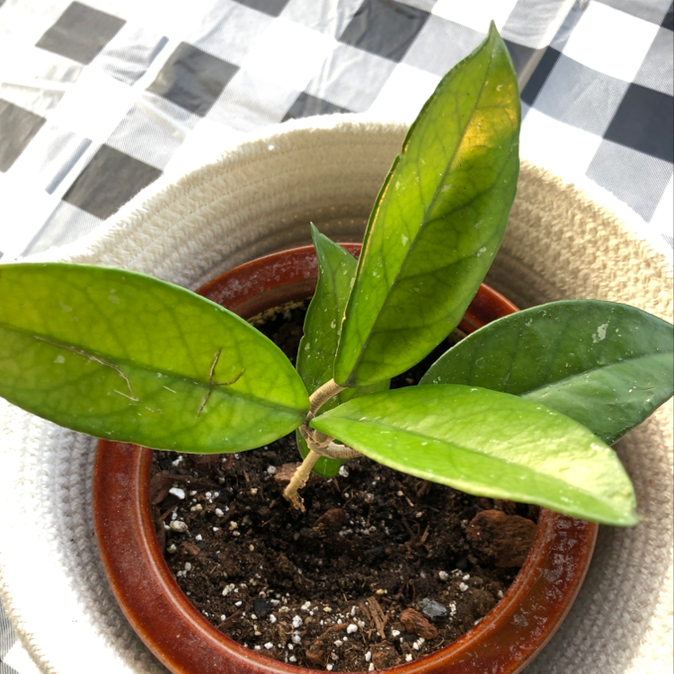 Plant care for Rhyncholaeliocattleya Greenwich 'Concolor' on Greg, the plant care app