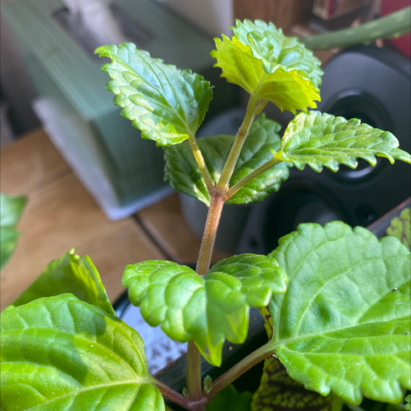 Close-up of a healthy Swedish Ivy plant with vibrant green leaves.