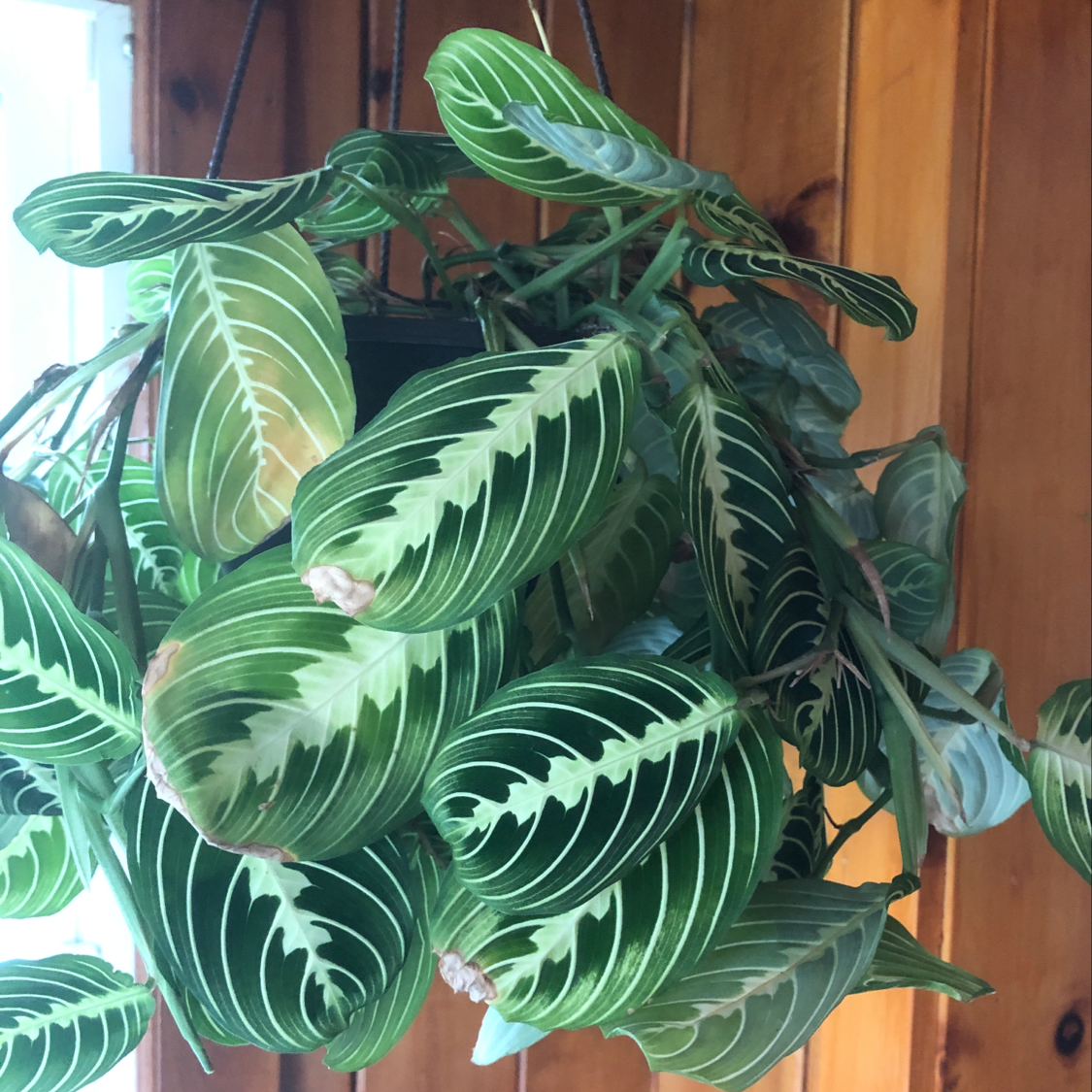 Lush, healthy Green Prayer Plant with vibrant variegated leaves in shades of green and white, photographed slightly off-center.