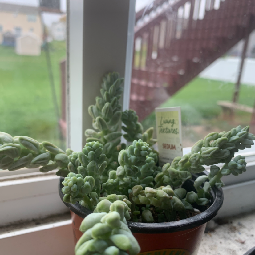 Healthy, thriving Burro's Tail succulent plant with dense, plump blue-green leaves cascading down from the main stem in a small black pot.