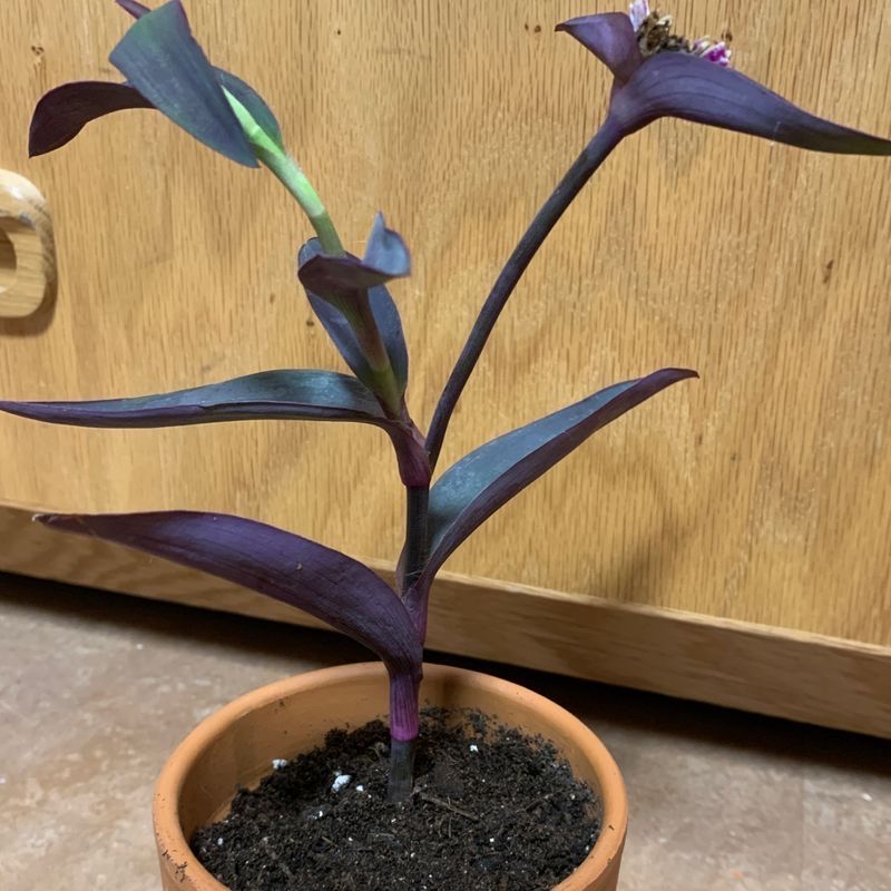 A healthy, vibrant Purple Heart plant in a small terra cotta pot with dark soil, showing trailing purple and green variegated leaves.