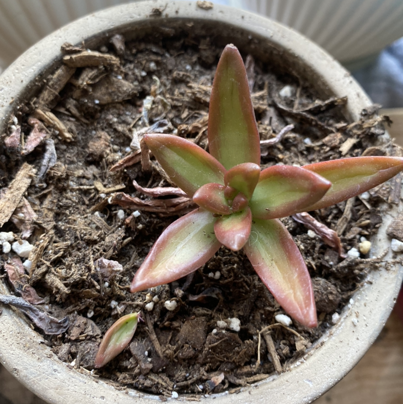 Red Pagoda succulent plant in a pot with visible soil, appears healthy.