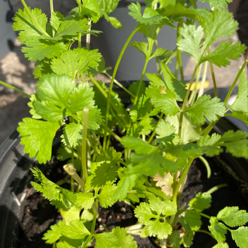 Healthy coriander plant with vibrant green leaves in a pot.