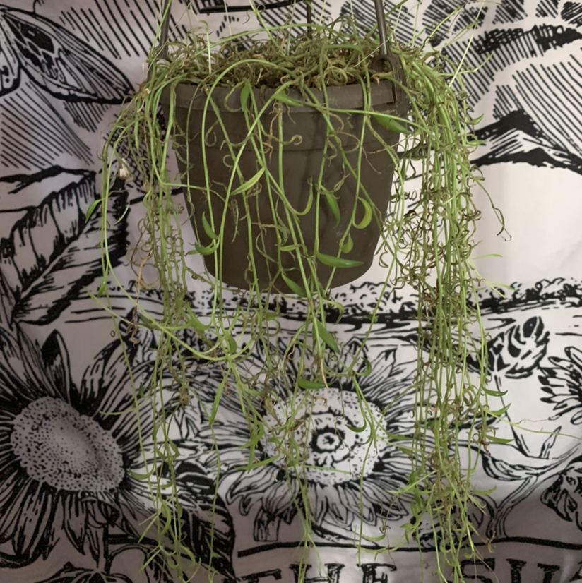 Hanging Mistletoe Cactus in a pot with green trailing stems against a patterned fabric background.