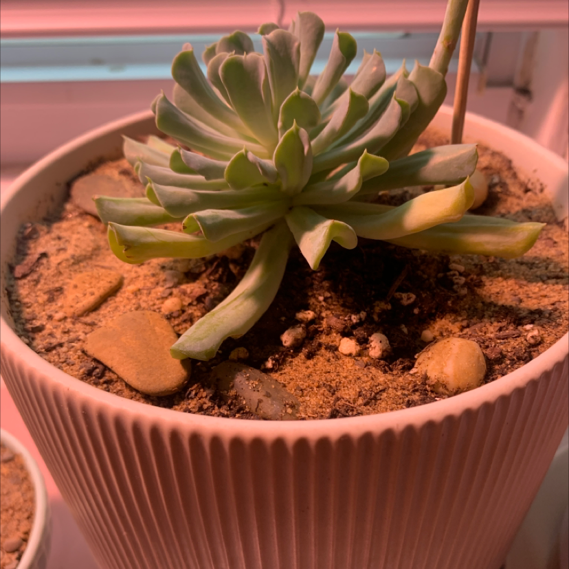 Potted Echeveria Runyonii plant with visible soil, healthy leaves, and no flowers.