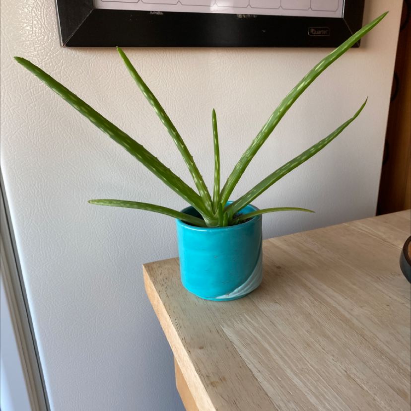 Cylindrical Snake Plant in a blue pot on a wooden surface.