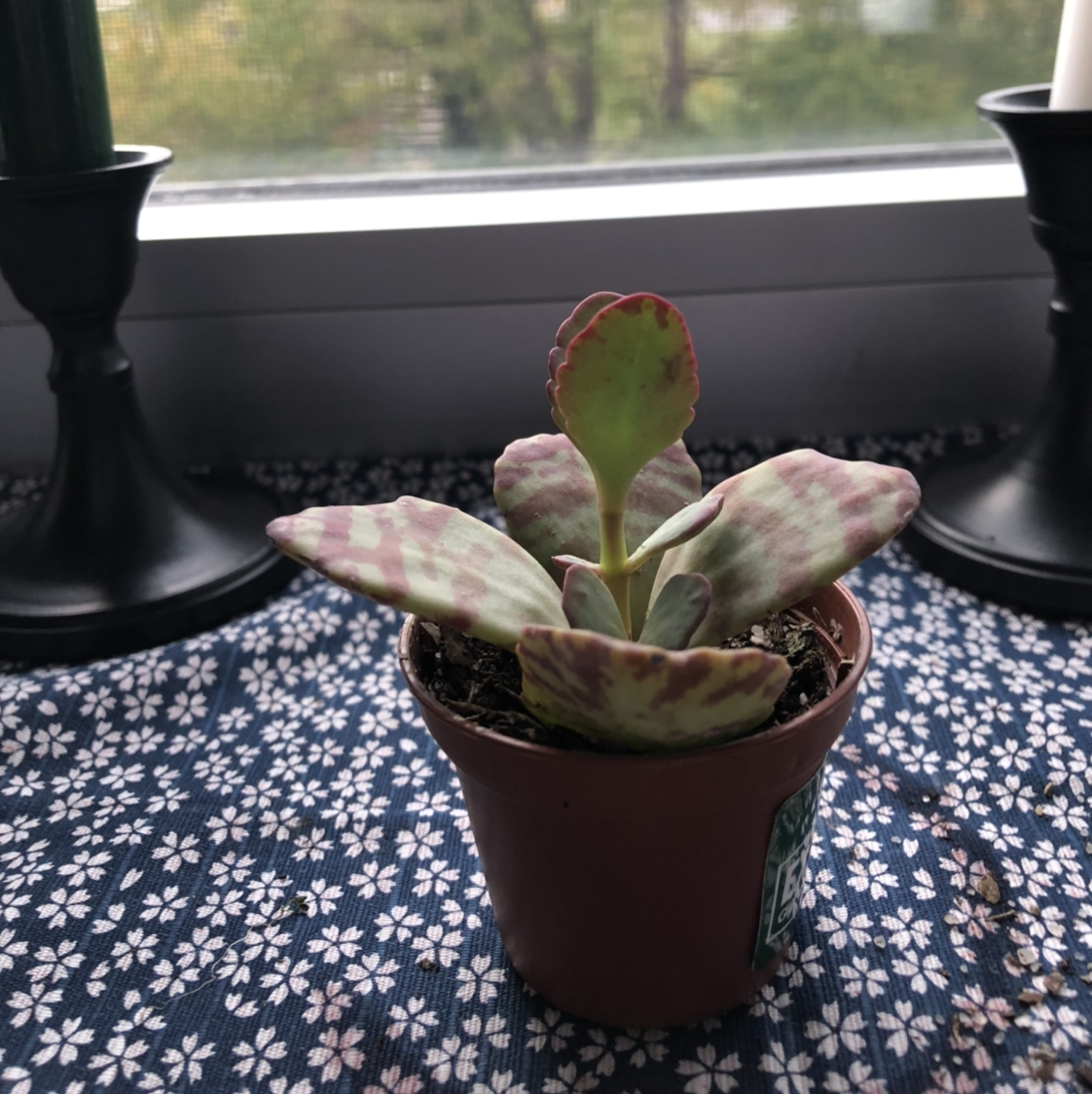 Potted Donkey Ears plant with mottled leaves, placed on a patterned cloth near a window.