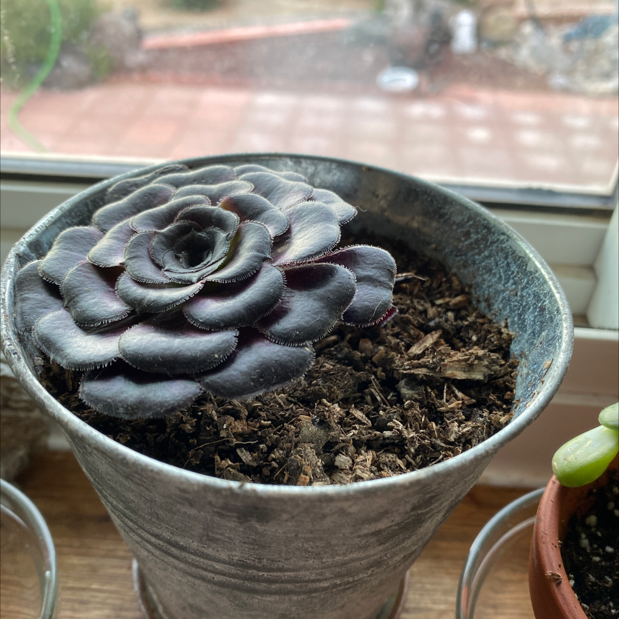Tree Aeonium succulent in a metal pot on a windowsill with visible soil.