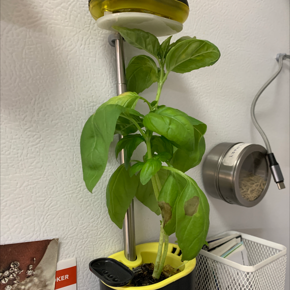 Sweet Basil plant with green leaves and some browning, potted with visible soil.