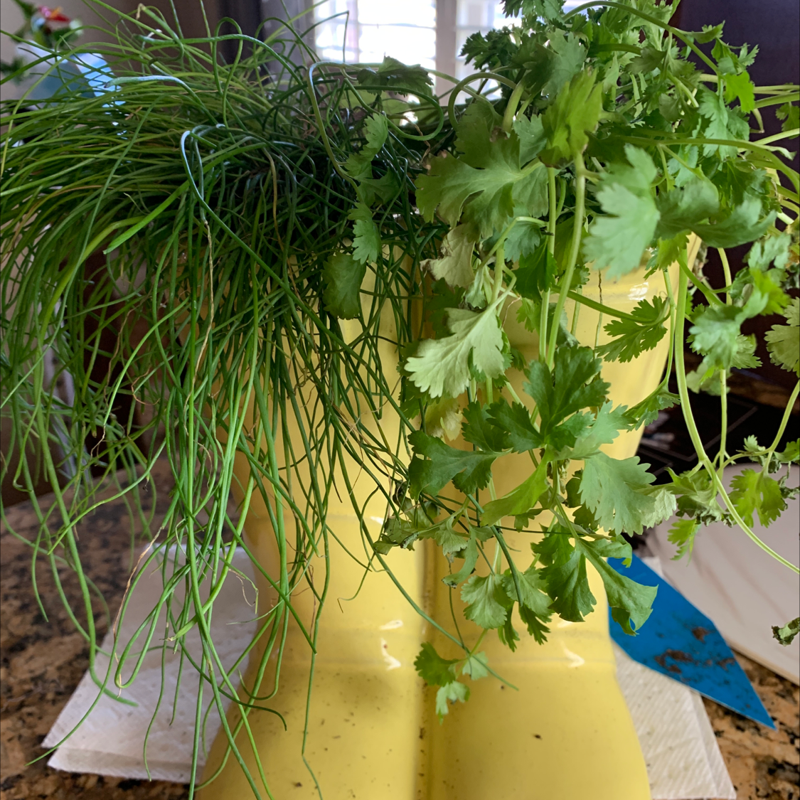💧 Why Are My Coriander Leaves Droopy?