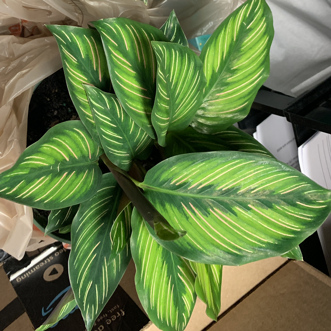 Calathea 'Beauty Star' plant with vibrant green leaves and distinctive stripes.