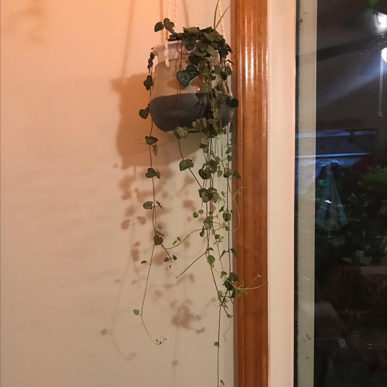 Healthy Chain of Hearts plant with trailing vines and heart-shaped leaves, hanging in a black planter against a wooden wall.