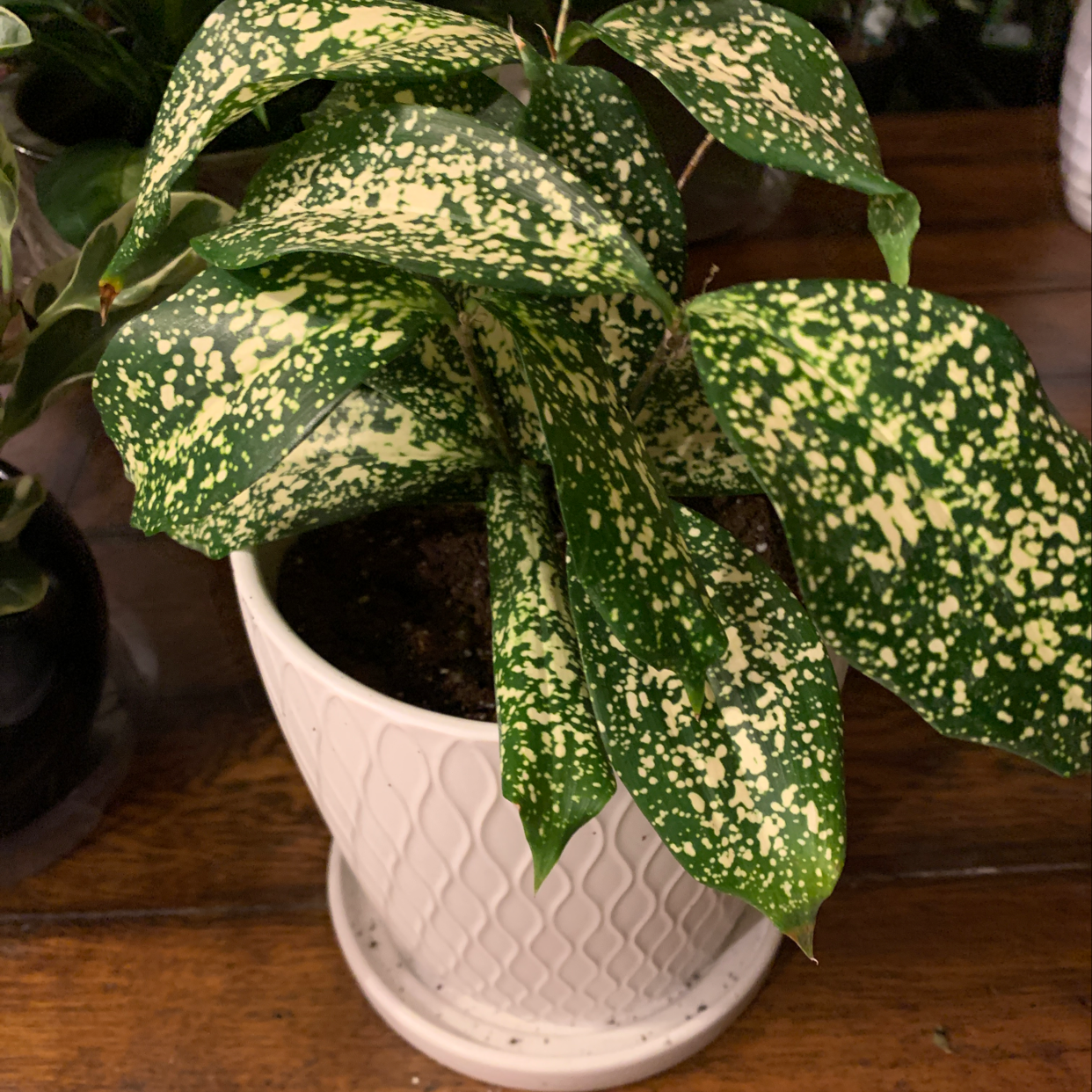 A thriving Gold Dust Dracaena plant with vibrant green leaves speckled with gold, in a white ceramic pot.