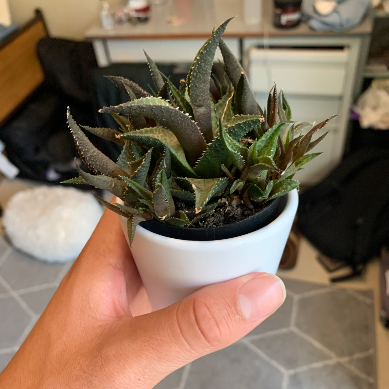 Hand holding a potted Zebra Plant with striped leaves. Plant appears healthy but could use more light.