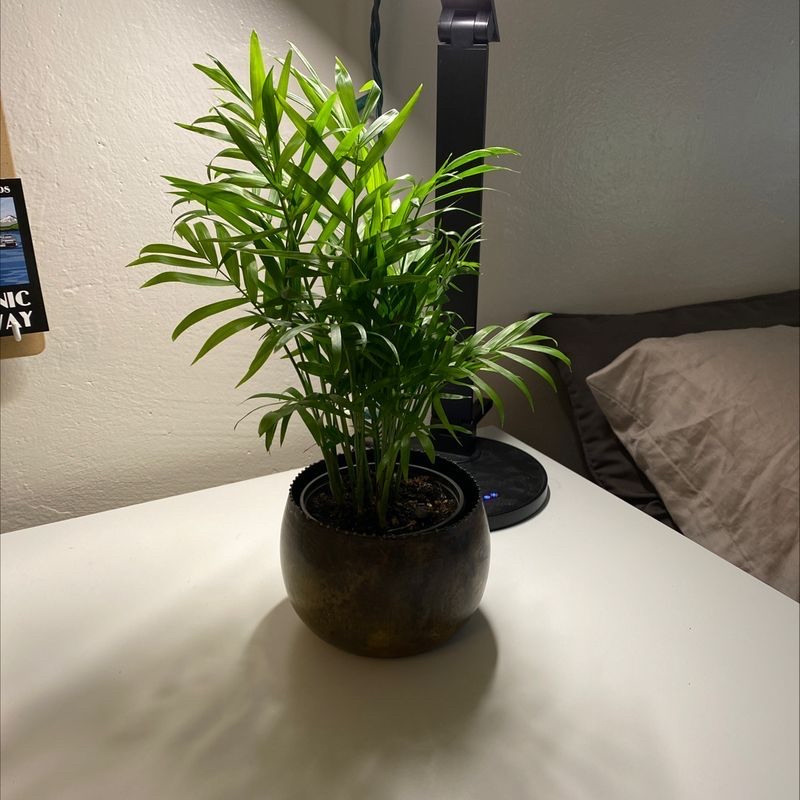 Healthy parlour palm in ceramic pot, with vibrant green leaves and no signs of disease or stress.