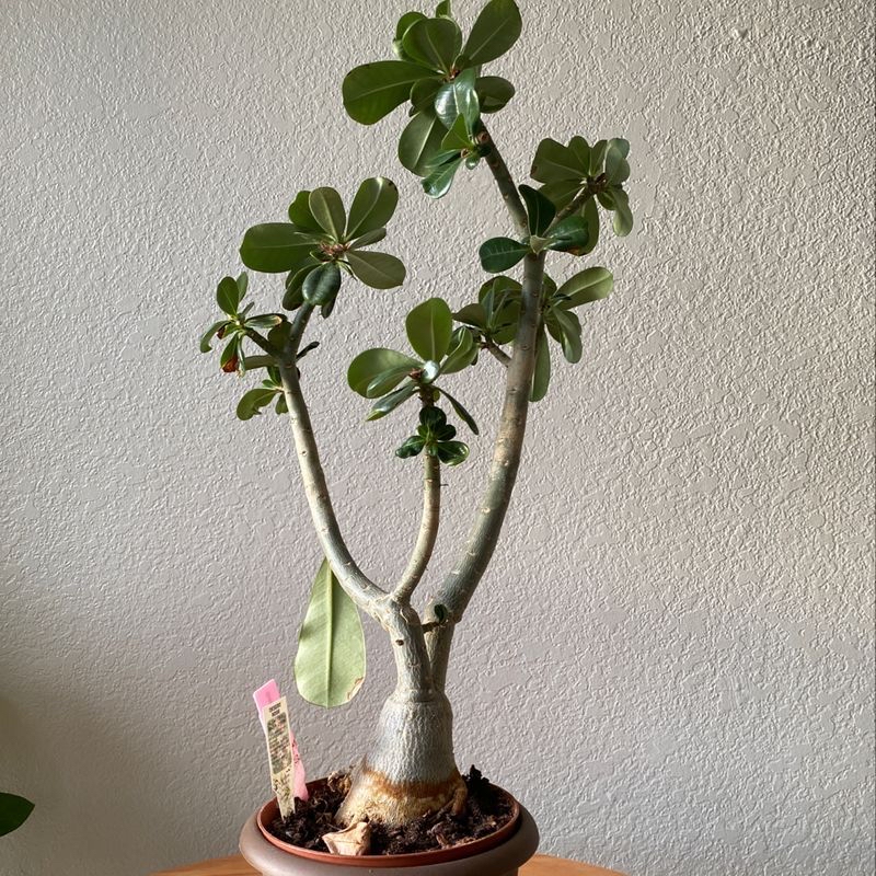 Plant care for Ballerina White Gaura on Greg, the plant care app