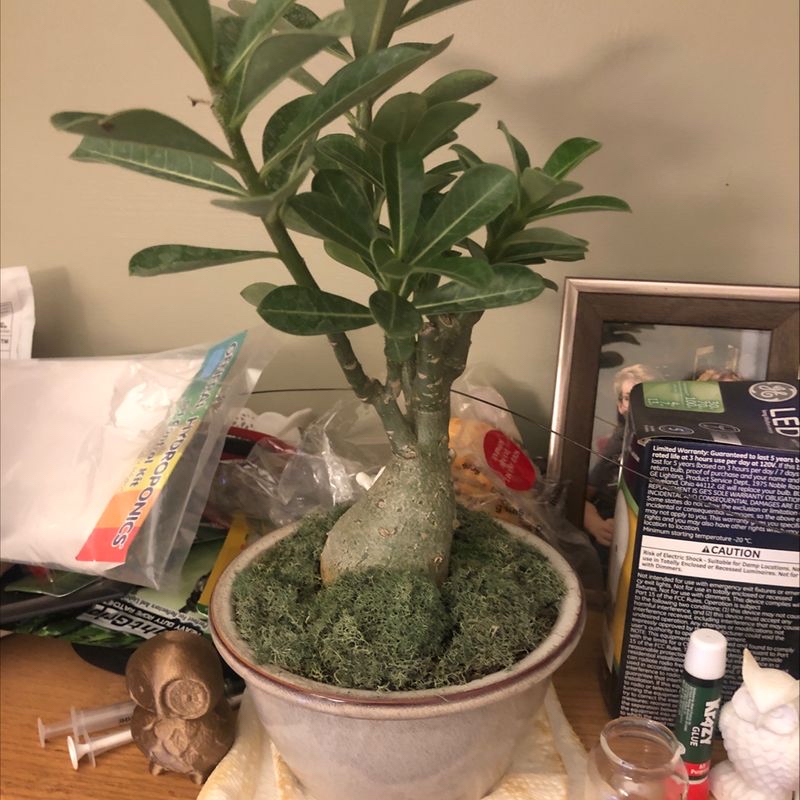 Desert Rose Plant in a pot on a cluttered surface, appearing healthy with green leaves.