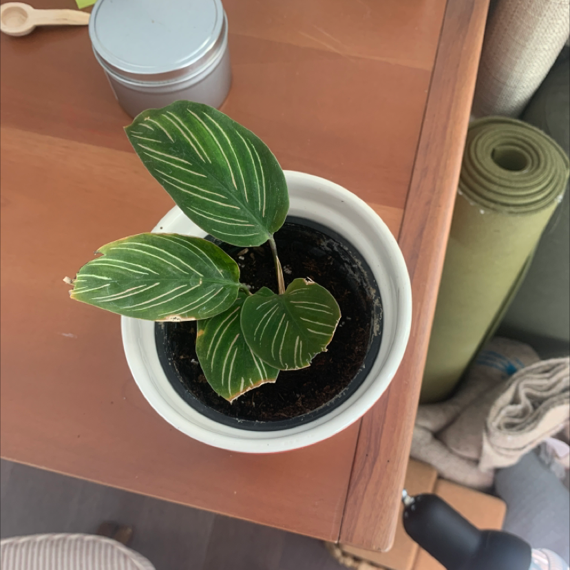 Potted Pinstripe Calathea plant with three leaves showing white stripes and some browning on the edges.