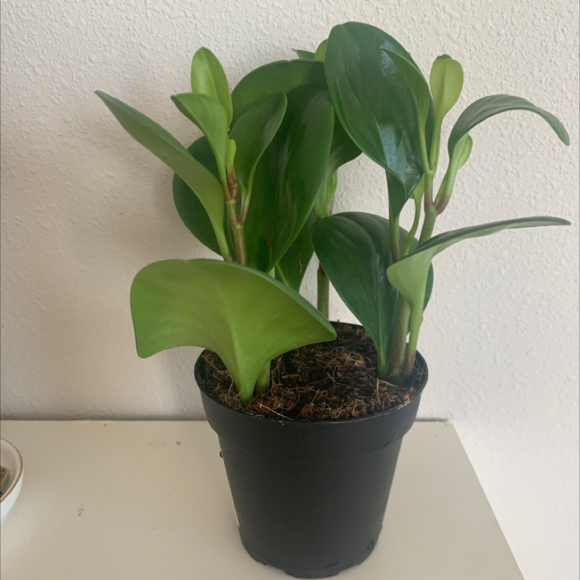 Baby Rubber Plant plant photo by @Bellyboo named Pepe on Greg, the plant care app.