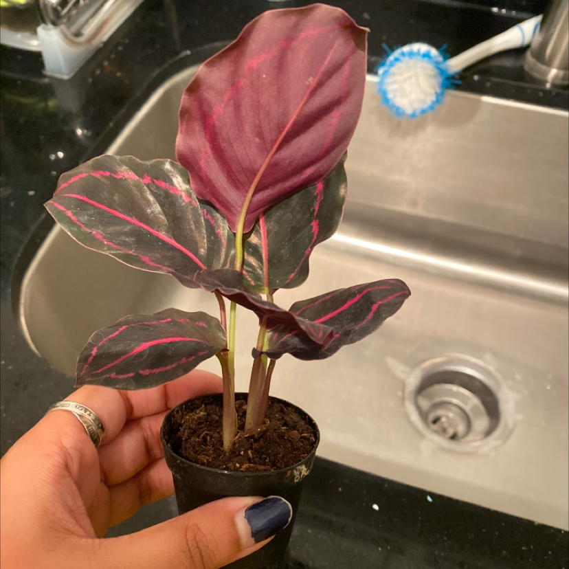 A hand holding a potted Herbst's Bloodleaf plant with vibrant red and green foliage in front of a metal kitchen sink.