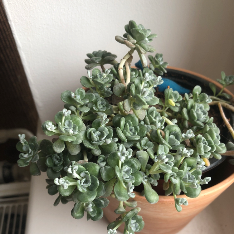 Purdy's Stonecrop succulent plant in a pot, appearing healthy with green fleshy leaves.