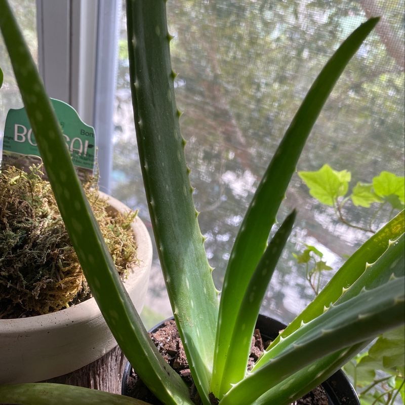 Photo of the plant species Catasetum by @laurendonor named Aloe on Greg, the plant care app