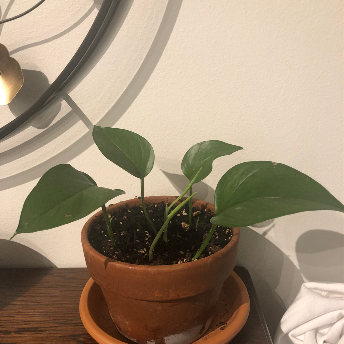 Plant care for Mini White Fittonia on Greg, the plant care app