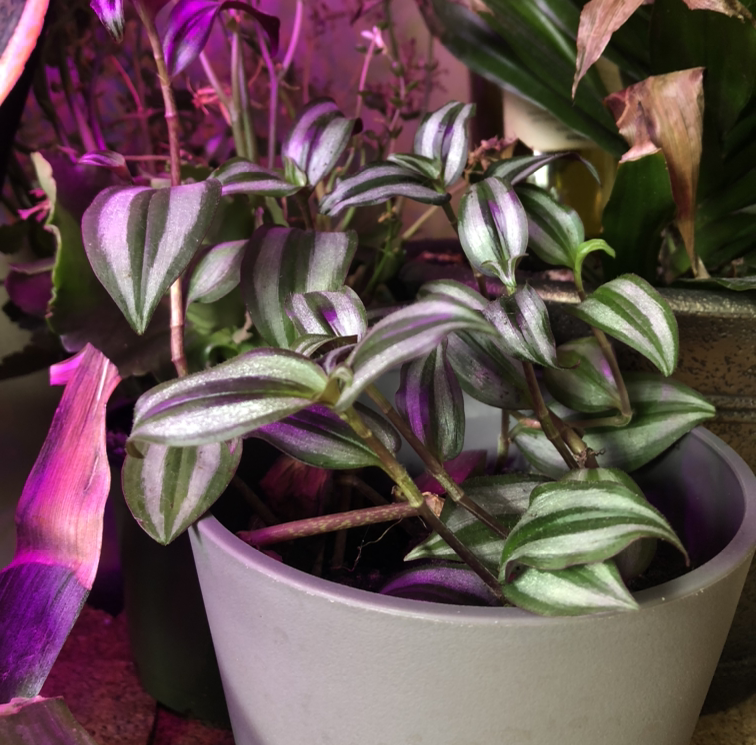 Tradescantia Zebrina Is Mildly Toxic To Cats 🐱