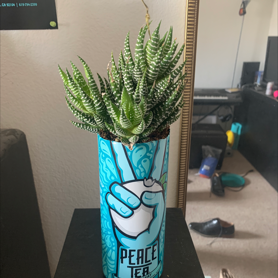 🦓 Why Are My Zebra Plant Leaves Droopy?