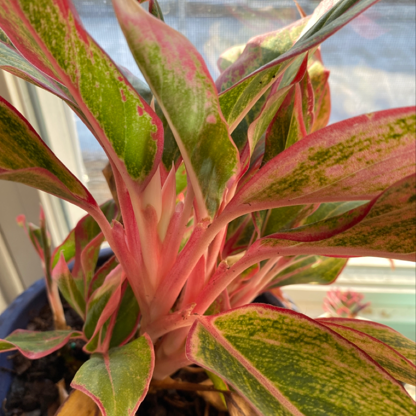 Close-up of a healthy Ti Plant showcasing vibrant red and green variegated leaves with no signs of damage or disease.
