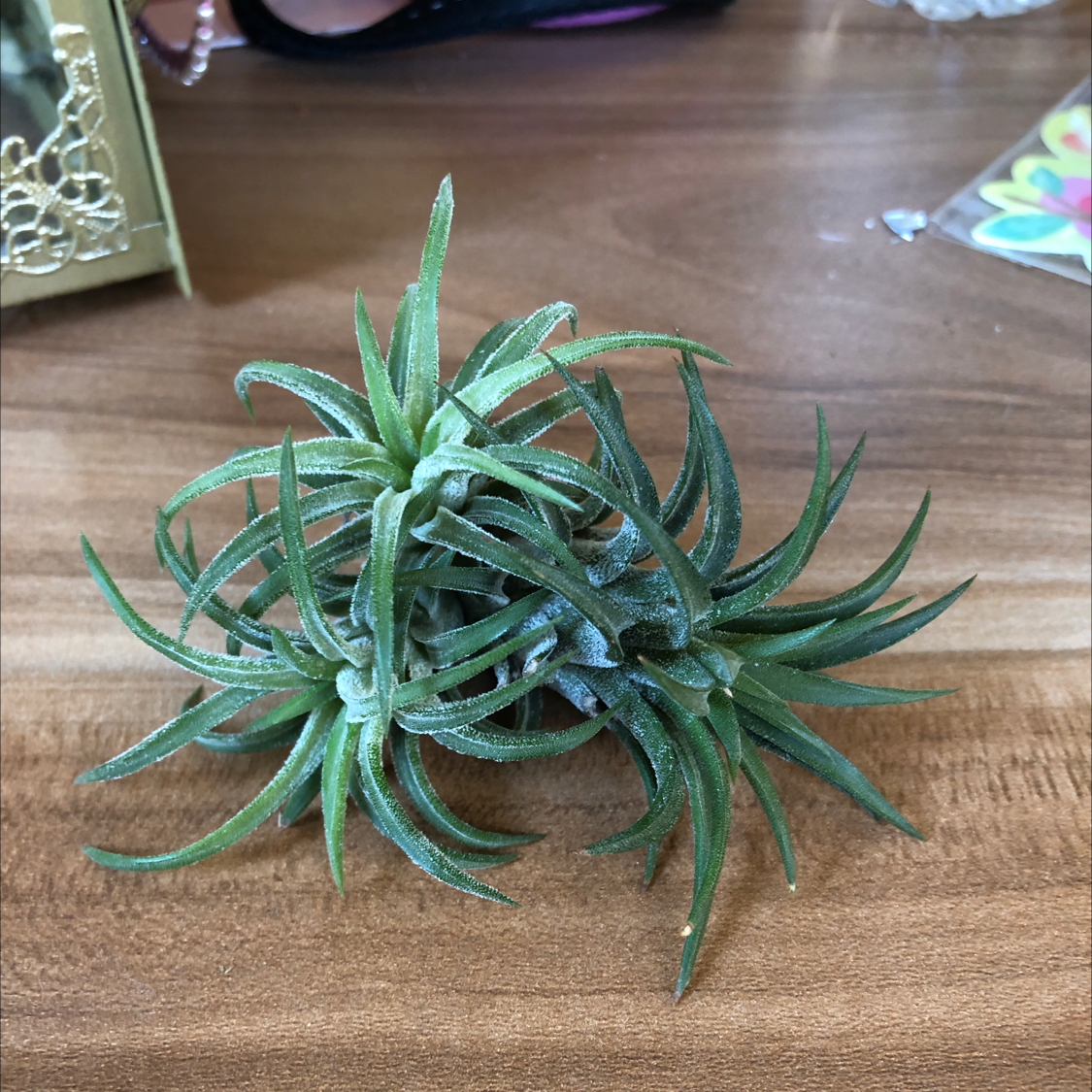 Healthy Blushing Bride air plant with long curving green leaves forming a rosette shape, on a wooden surface.