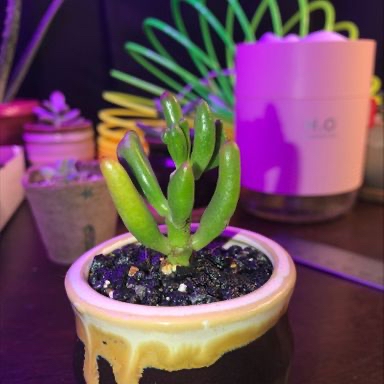 Photo of the plant species Finger Jade by @bittermulatto named leggy boi on Greg, the plant care app